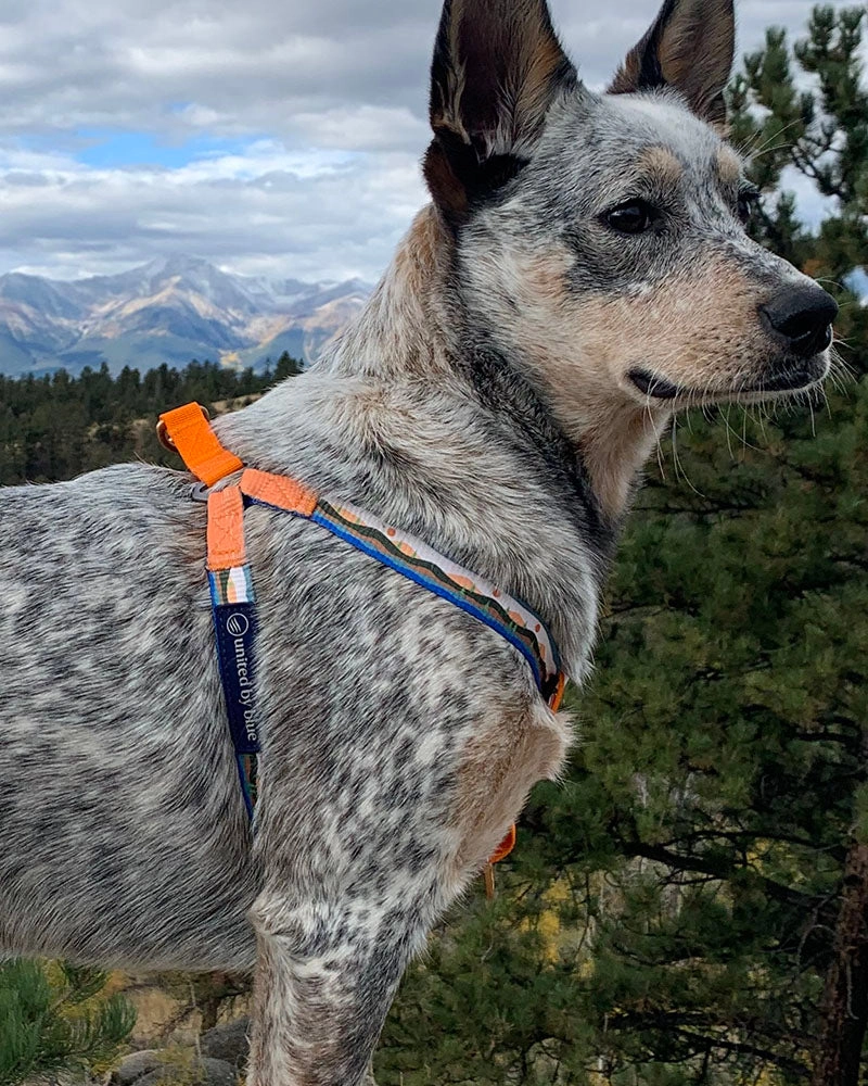 (R)evolution™  Woven Dog Harness